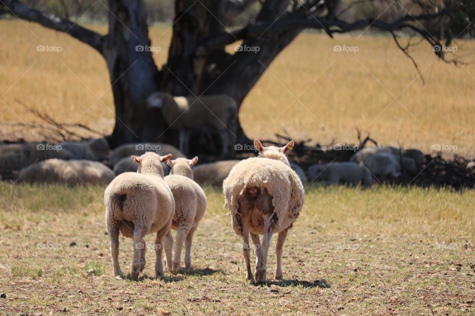 Ewes with their lambs in Spring, South Australia , sheep station outback Australia 