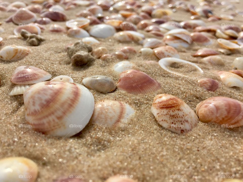 Close -up of seashells