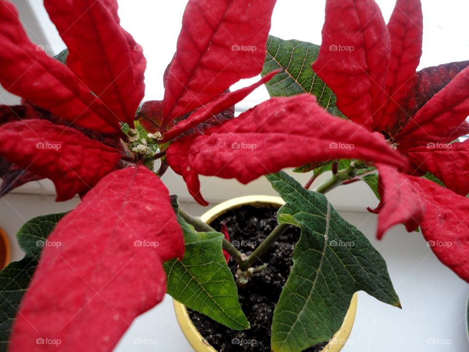 beautiful flowers house plant in the pot