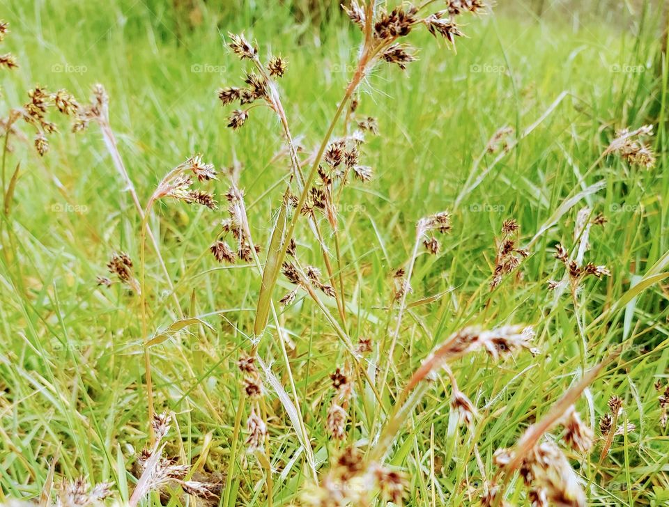 Ca fleuris doucement au jardin