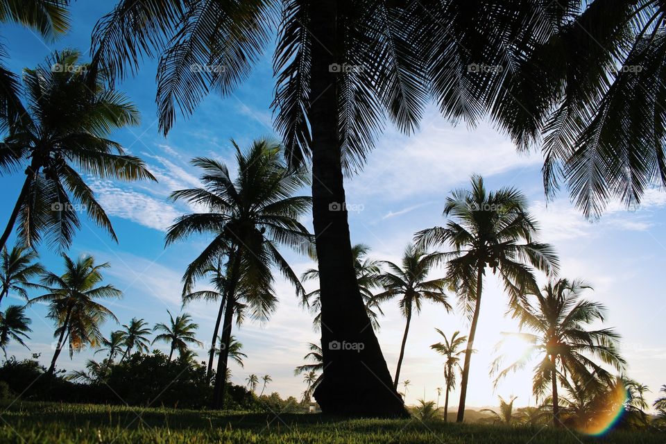 View of the sunset between the palm trees in Brazil