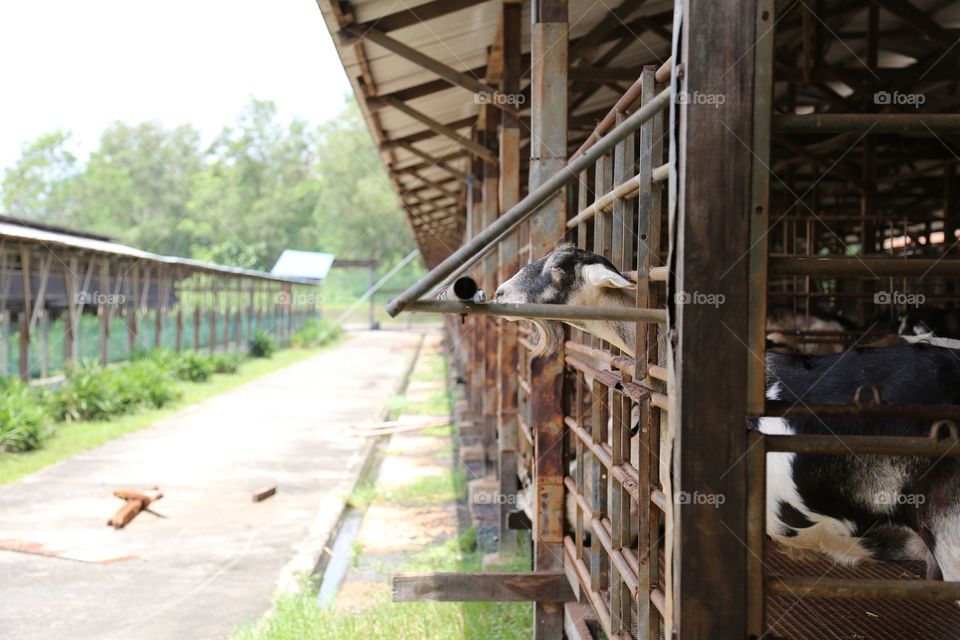 Billy The Goat Thirsty
