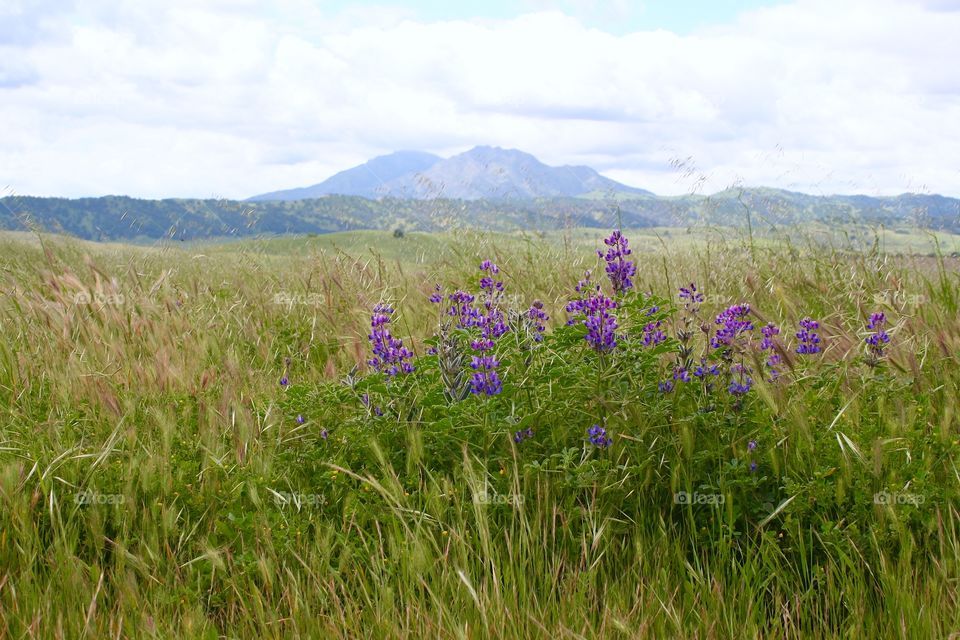 Mountain landscape with field of flowers 