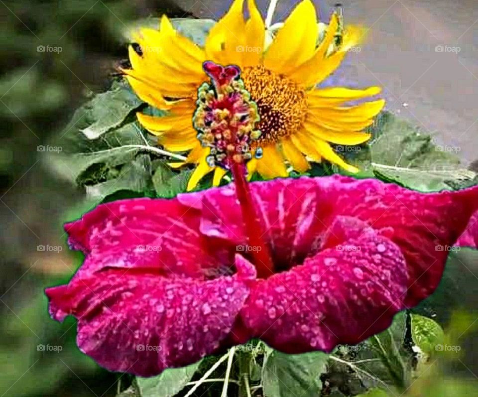 most beautiful and attractive flowers in the garden.