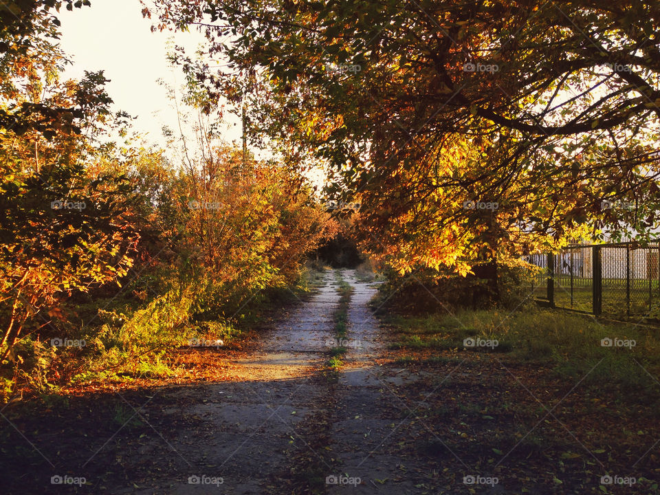 Long Autumn road 