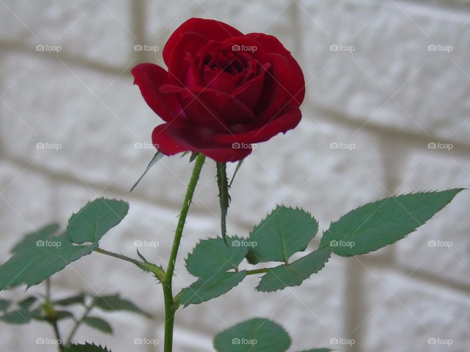 The Rose garden