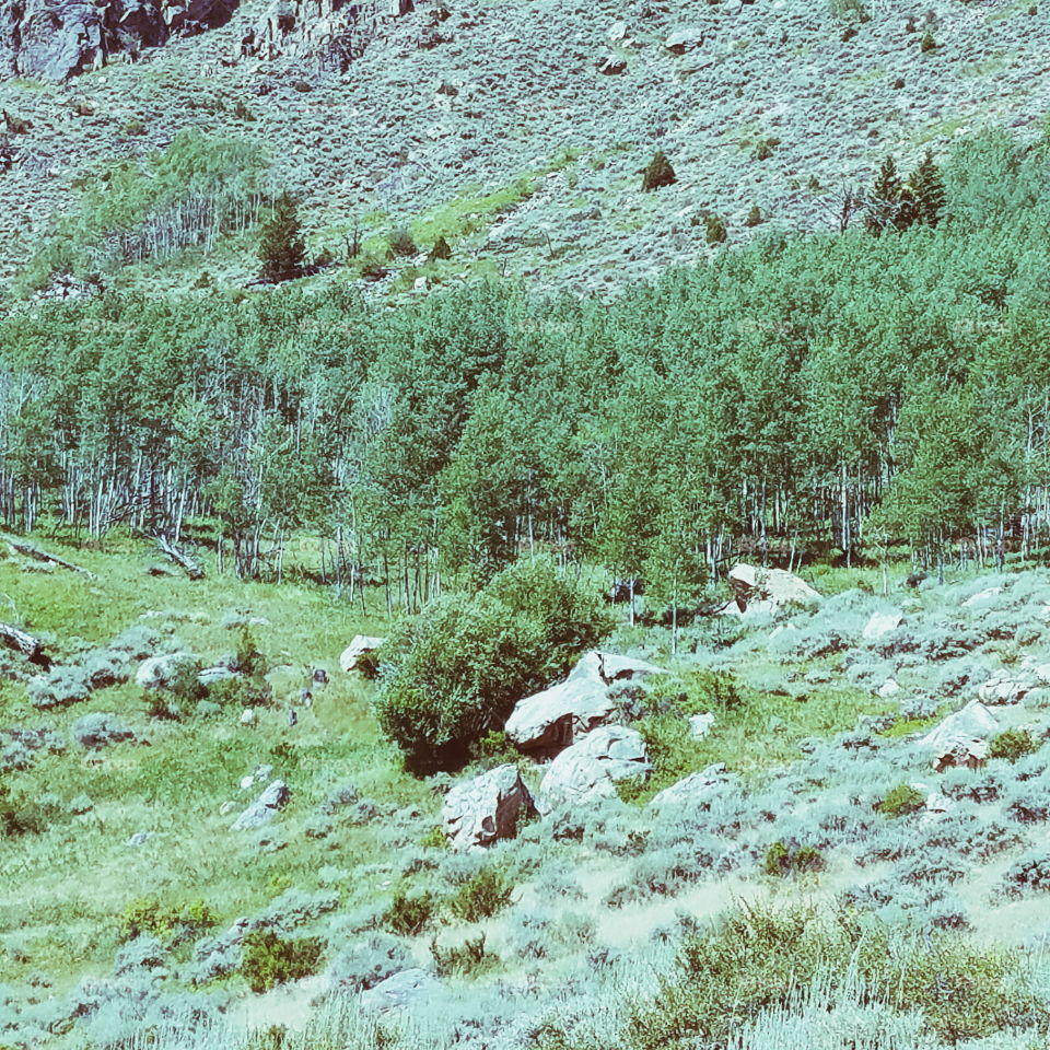 Nature, Landscape, Wood, Water, No Person