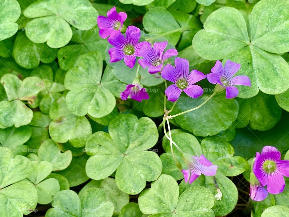 A cluster of clovers with a few bight pink clover flower