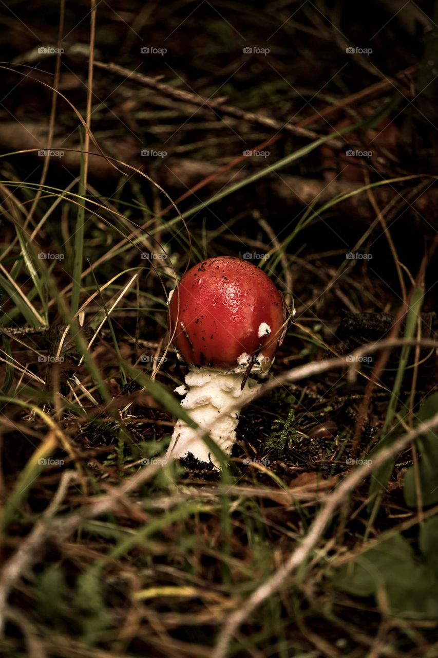 Blushing mushroom.