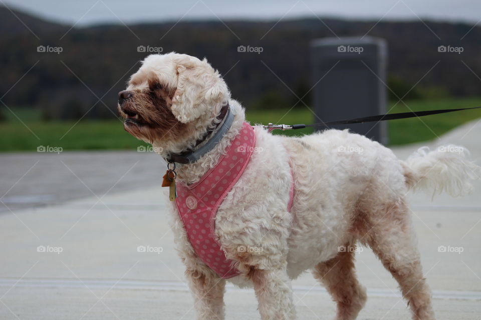 What are you looking at buddy?