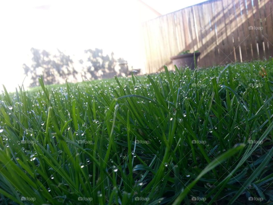 knowing nature can dew any and everything will warm your heart, cool your heels and bring a tear to your eye. it is the substance that revitalizes us all.