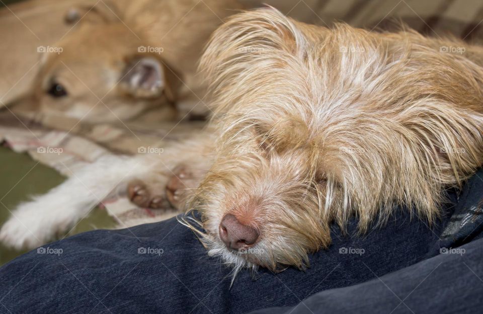 Beige terrier dog asleep on a denim wearer’s lap, with medium sized dog in background 