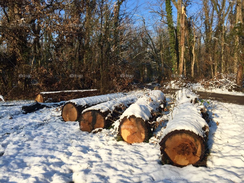 Trees cut down and covered in snow
 