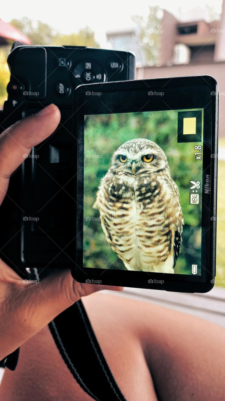 owl camera