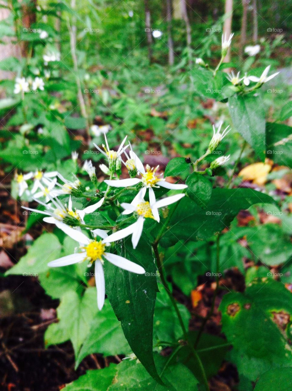 Flowers