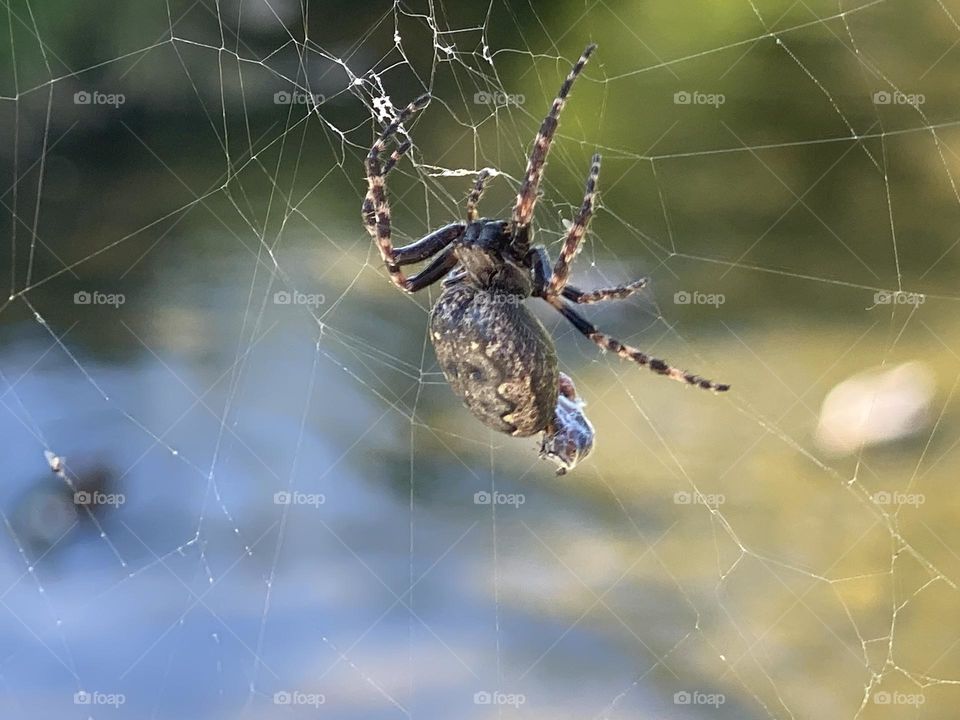 A spider in a web