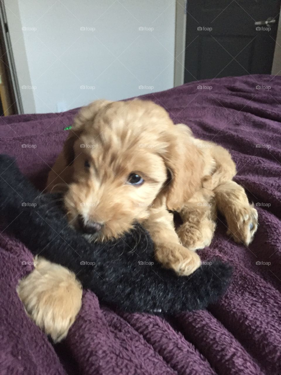 Puppy with his toy 