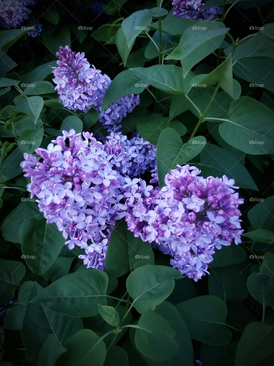 lilacs