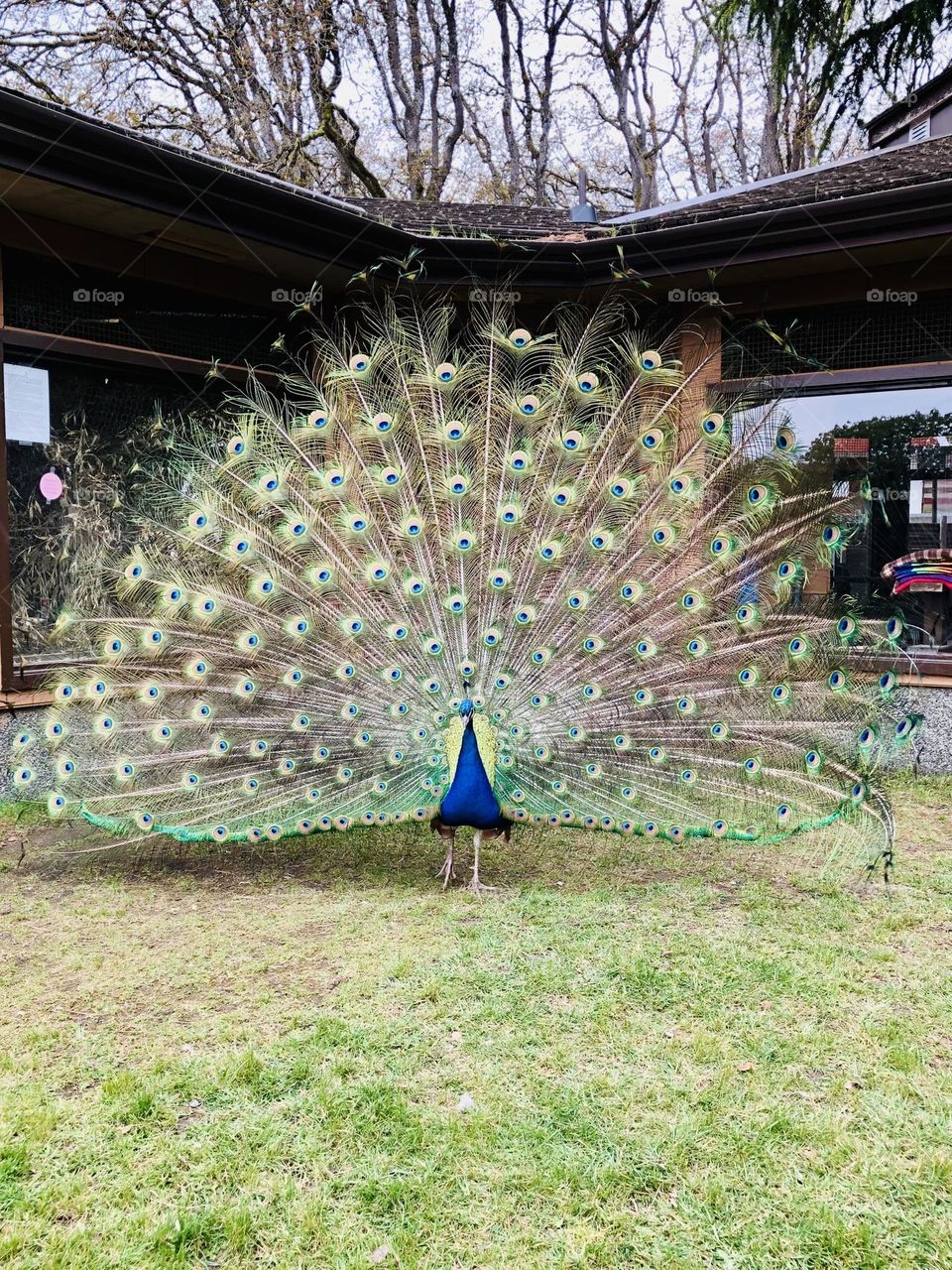 Peacock 