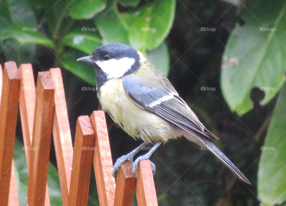 black tit 