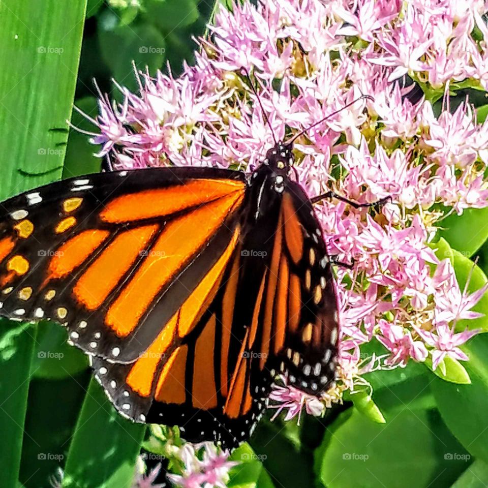 Monarch Butterfly opens its wings as it collects nectar from the pink milkweed plant