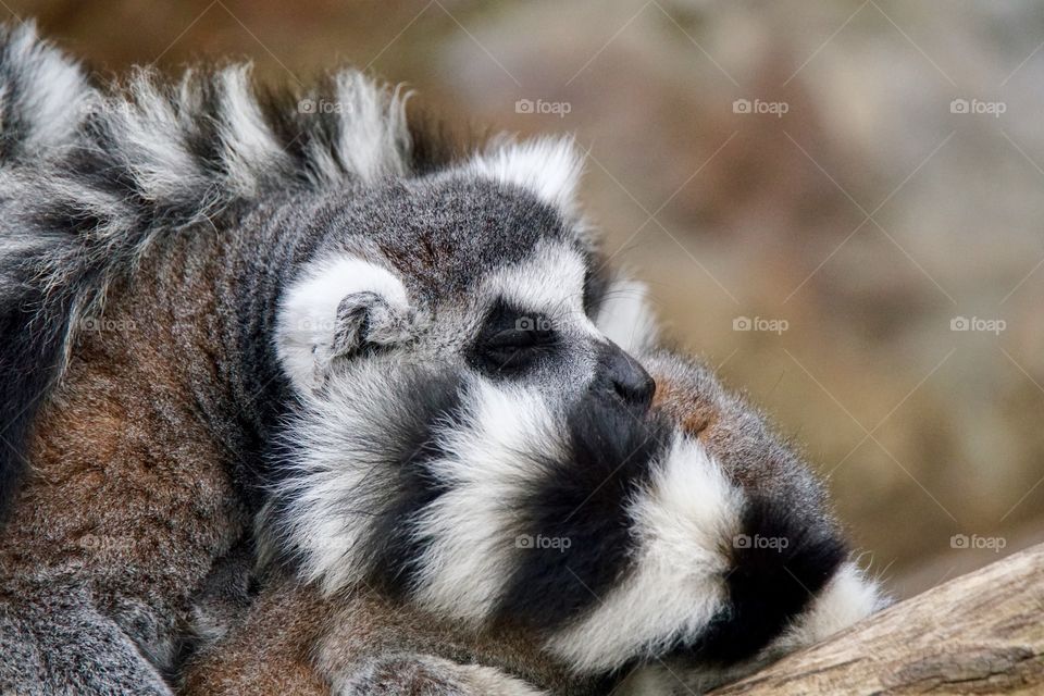 Ring tailed lemur sleeping