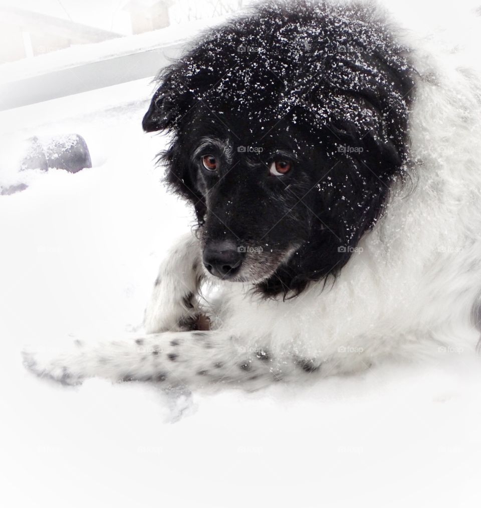 Sweet dog’s eyes