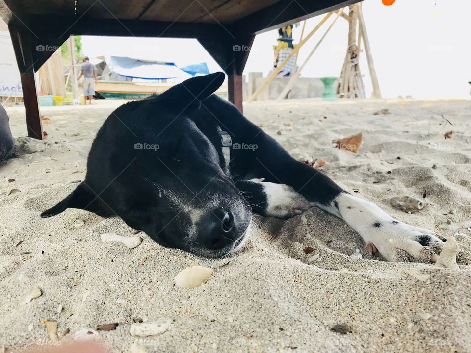 A black dog sleeping underneath a table on a beach