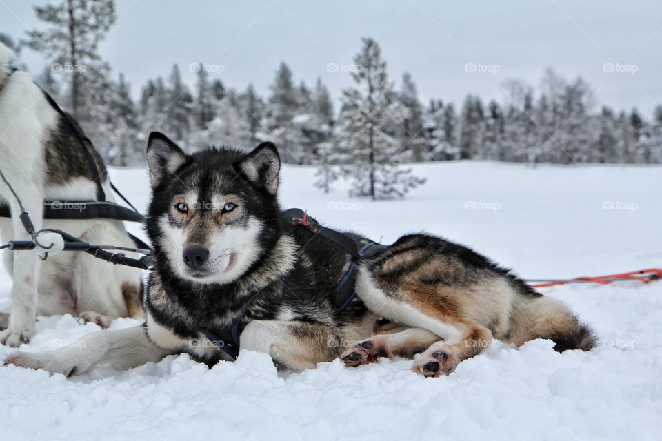 Husky don lying on snow