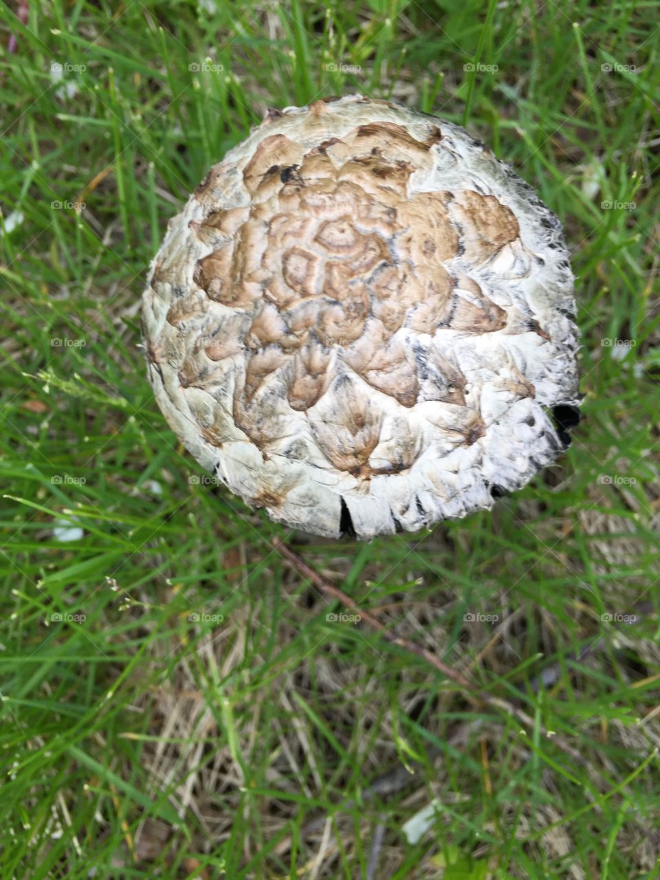 Top-view of the Wild Mushroom, in my Backyard. A Close-Up Perspective. 