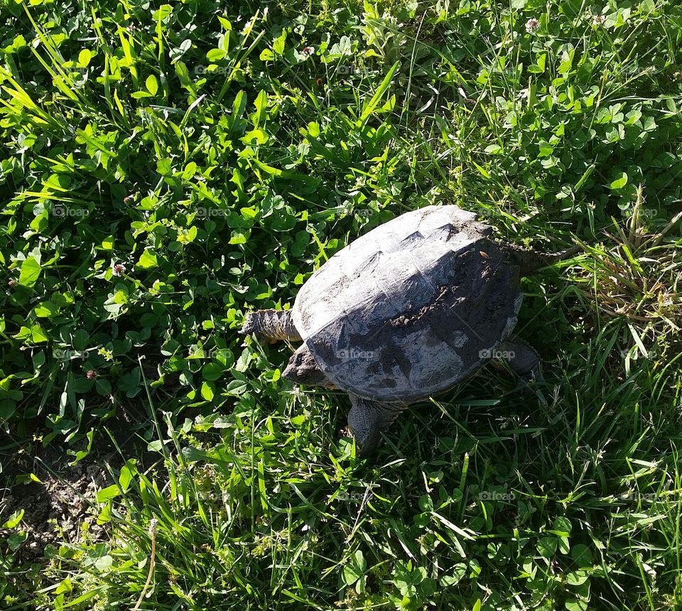 Alagater Snapping Turtle