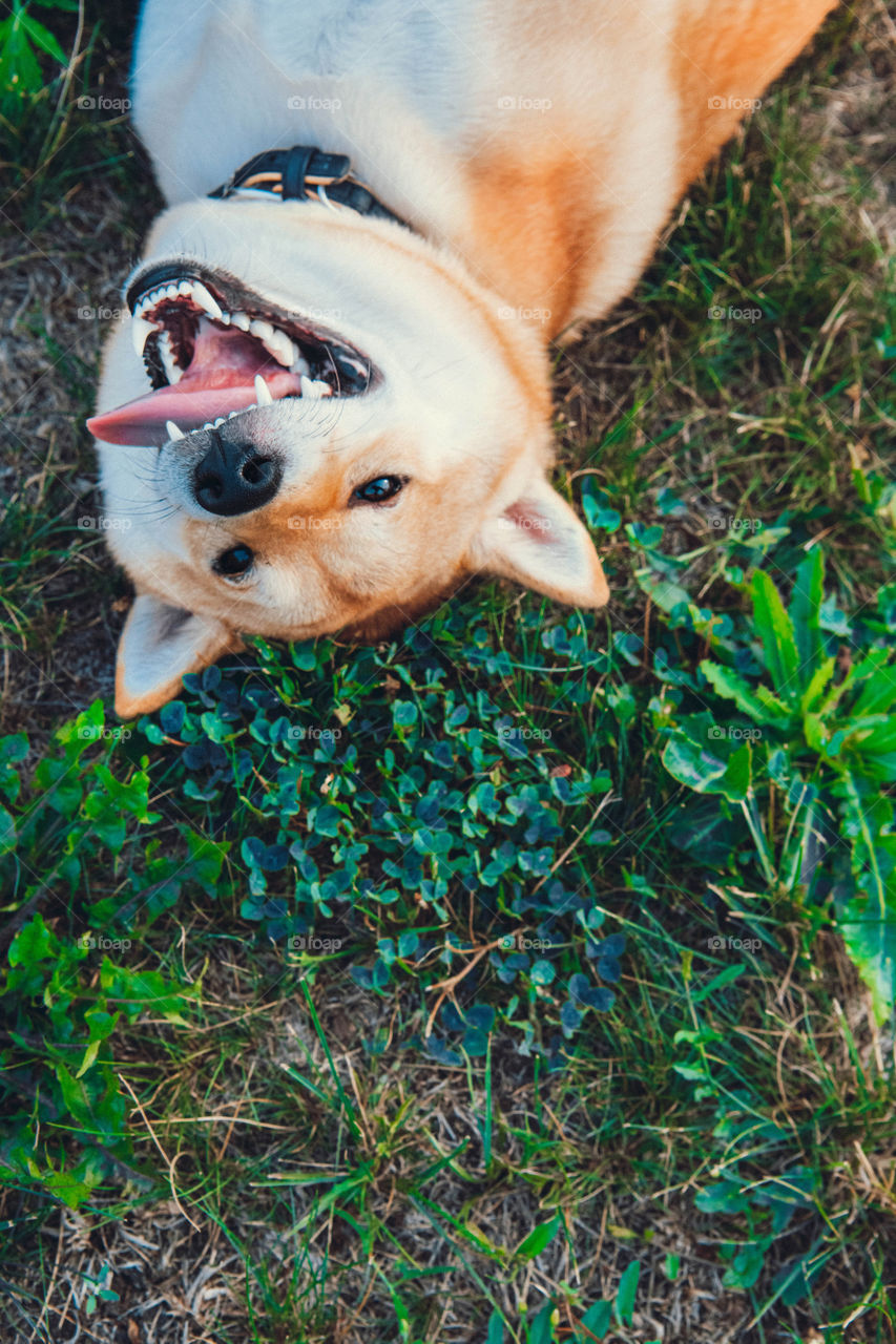 High angle view of a dog sticking out tongue