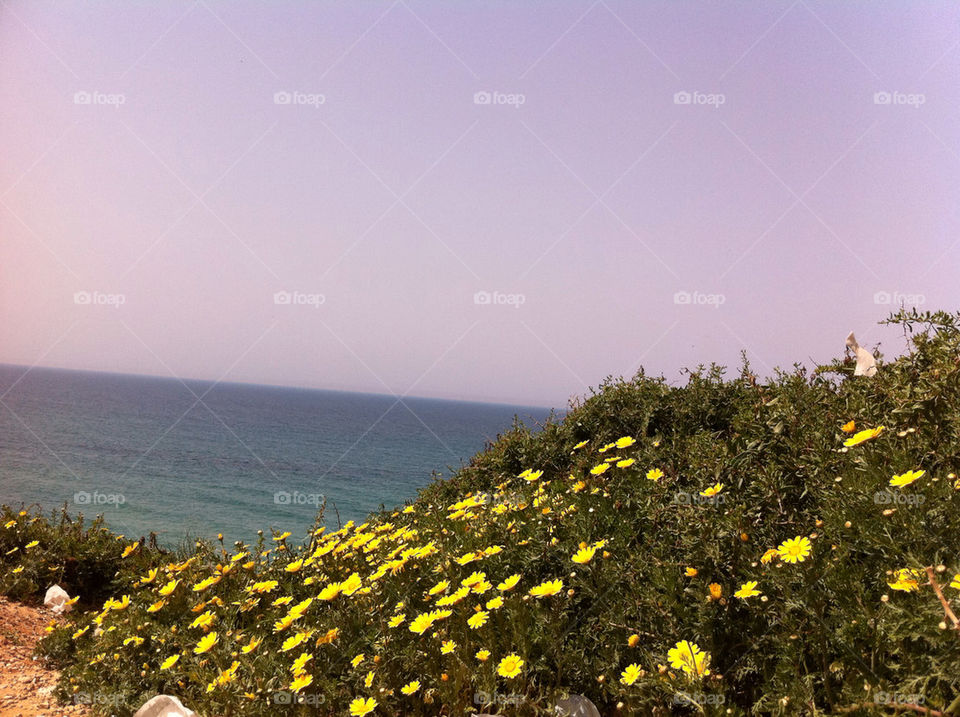 beach ocean flowers yellow by elad013