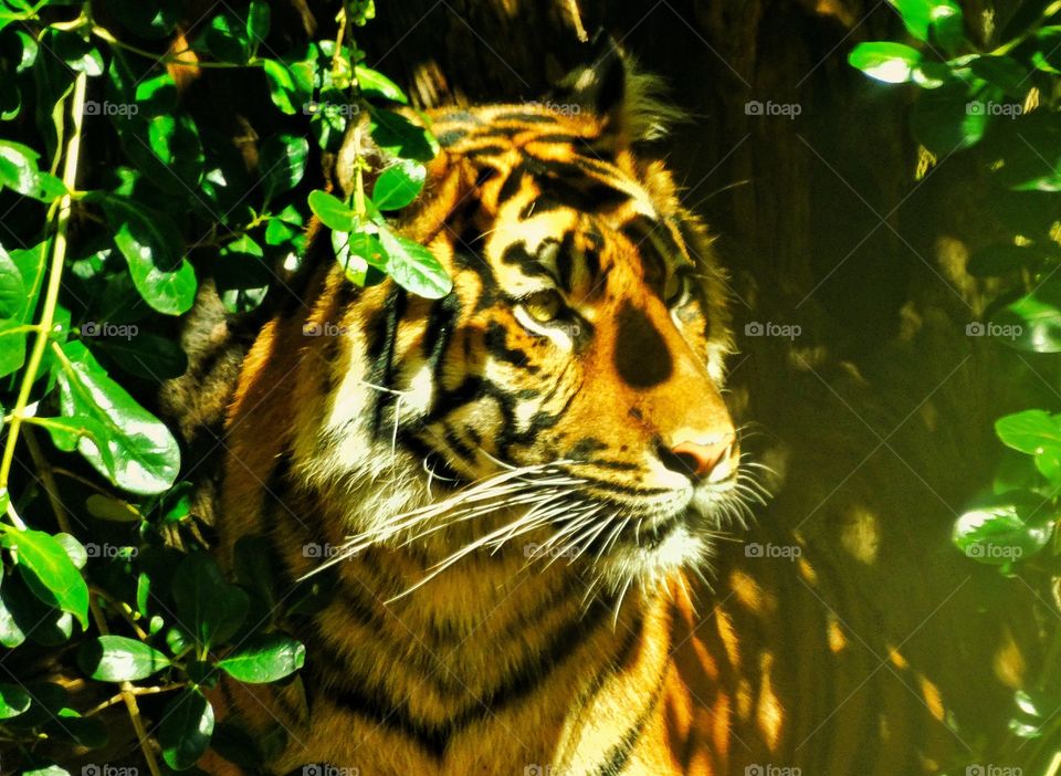 Sumatran Tiger. Tiger Lurking In The Undergrowth
