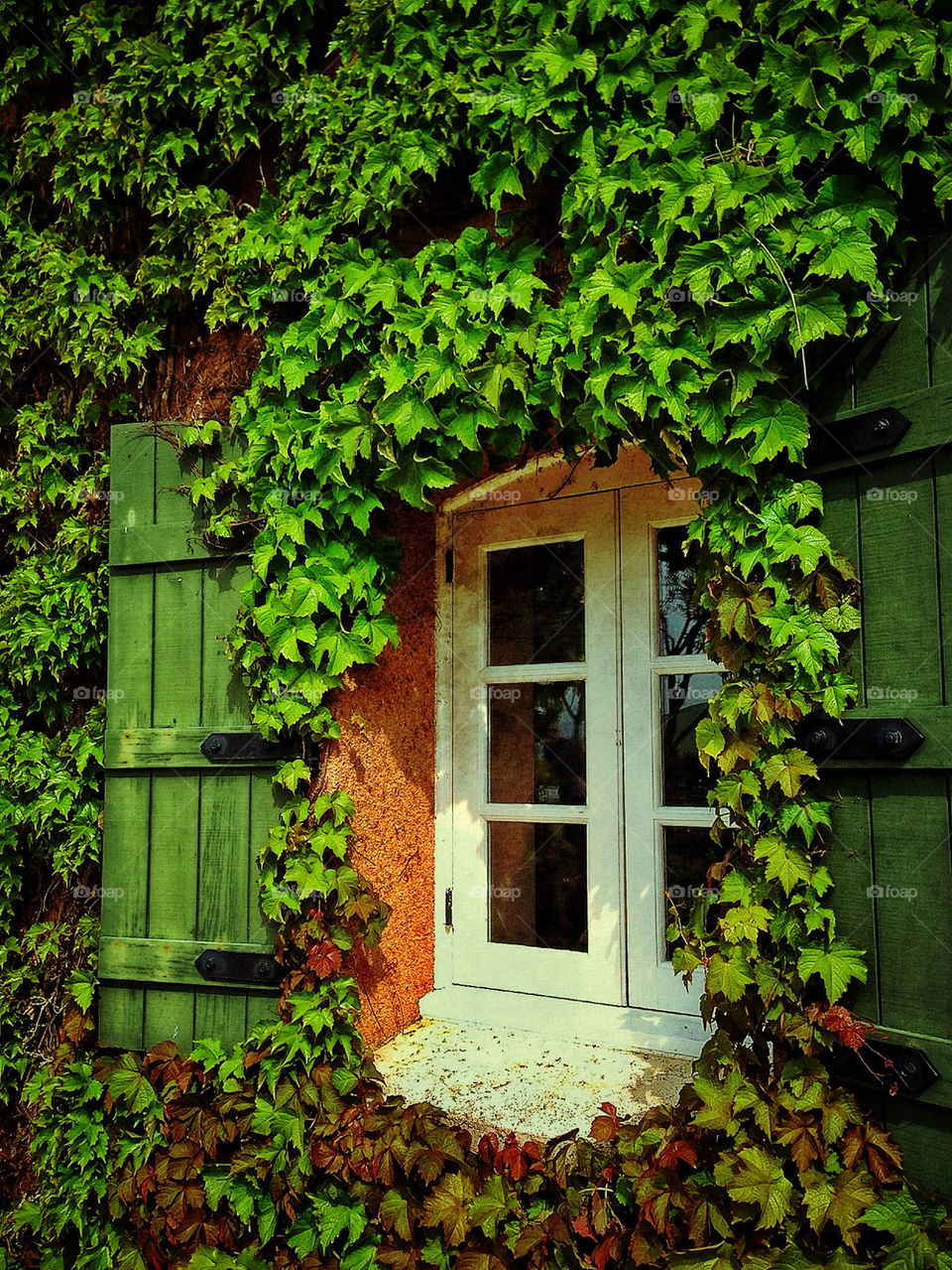 A Window in the Ivy