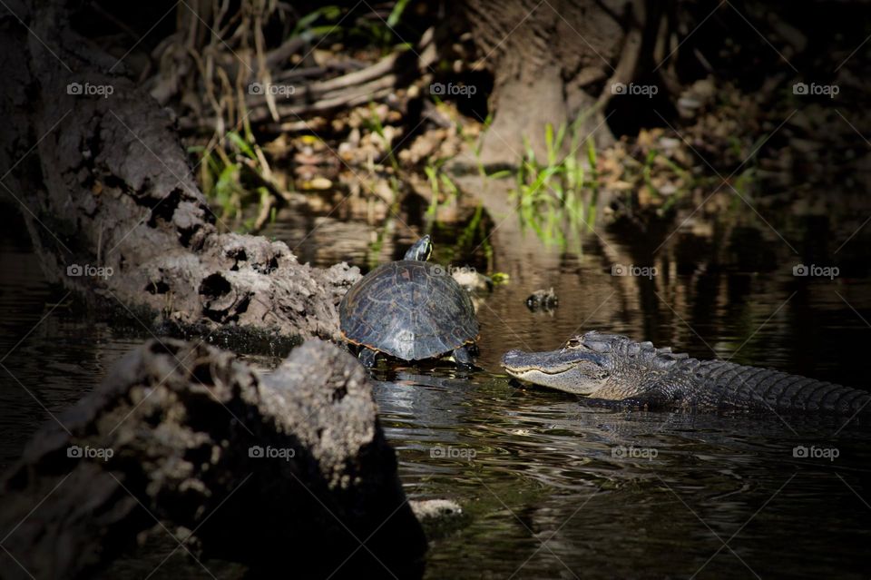 Gator and Turtle