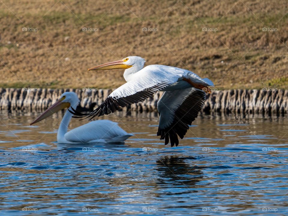 American White Pelicans enjoy a beautiful afternoon in a neighborhood pond in Arizona during their winter migration