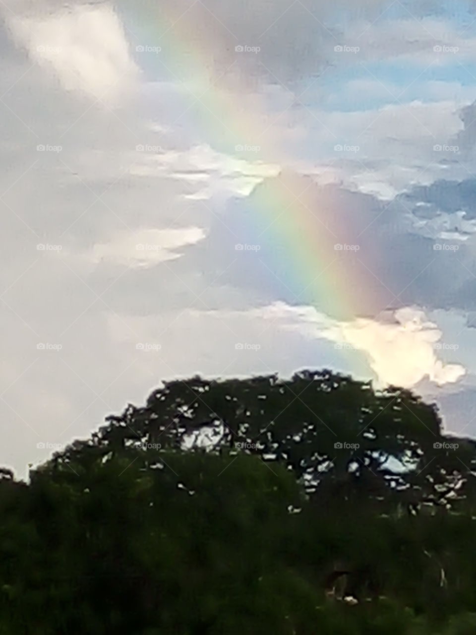 arcos iris na árvore