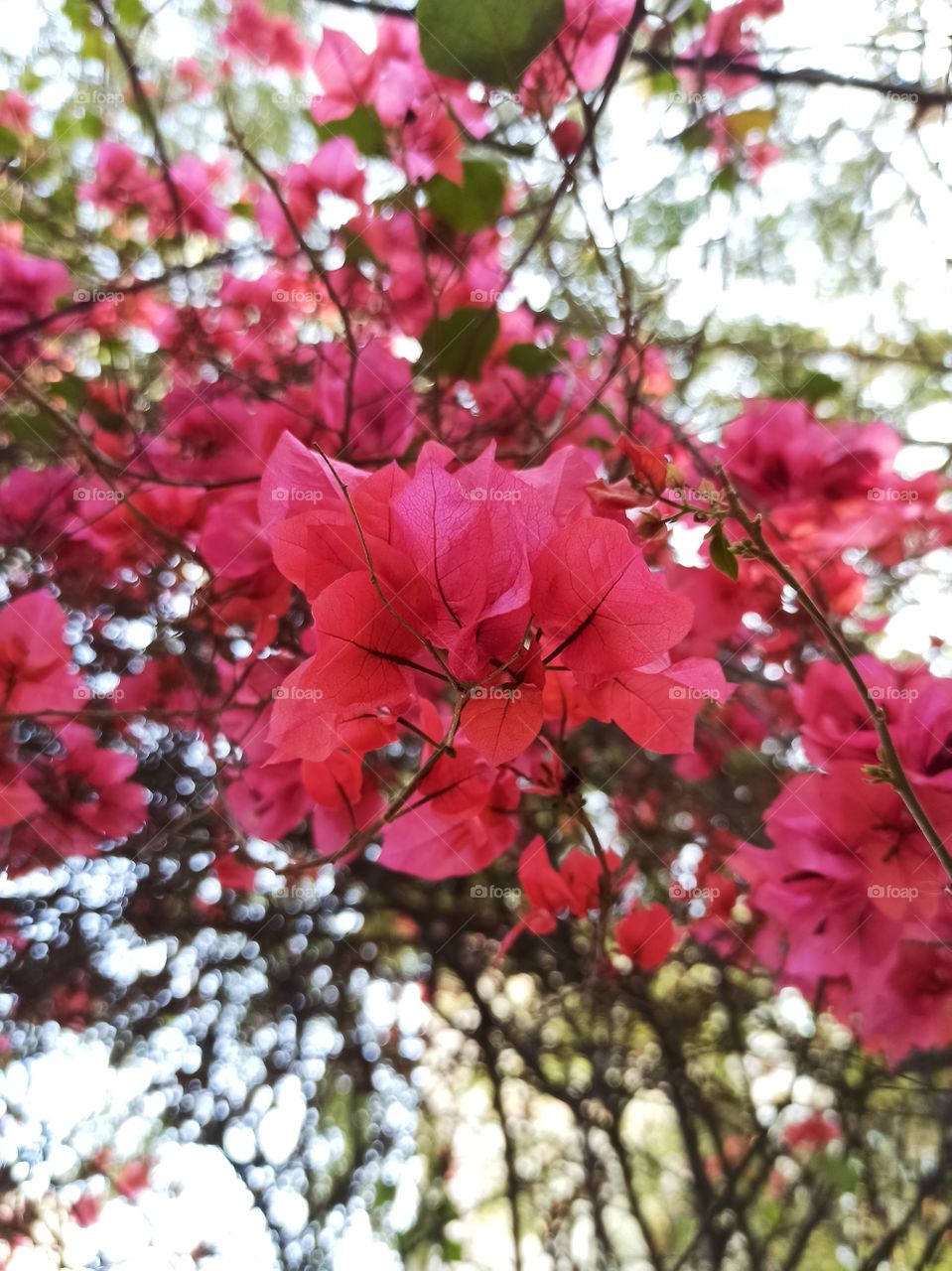 beautiful pink bougainvillea.
