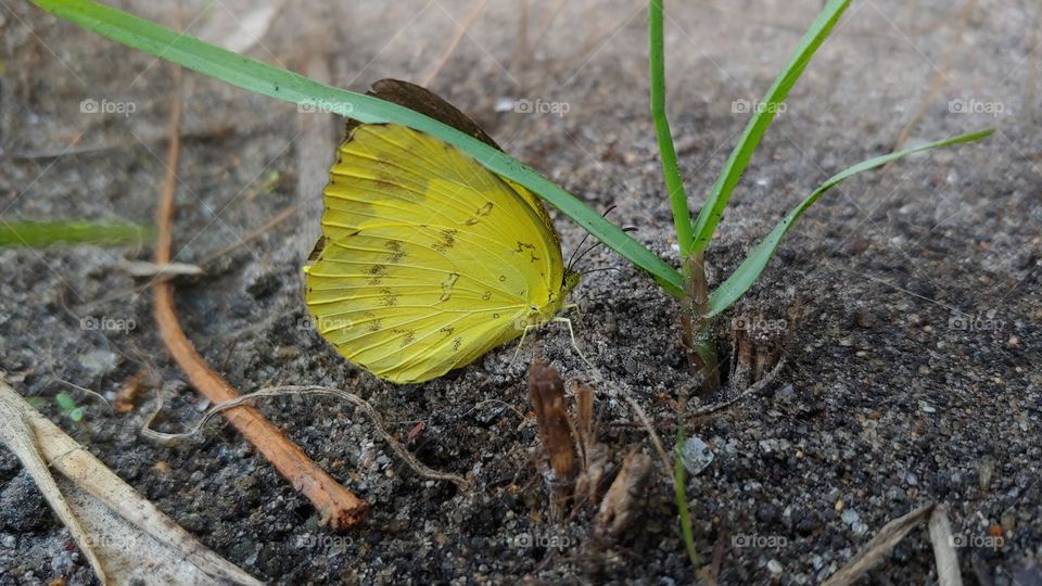 butterfly captured