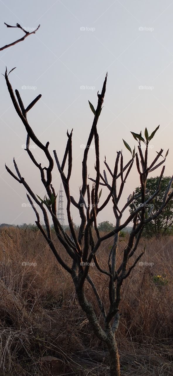 Spring time,  new leaves
