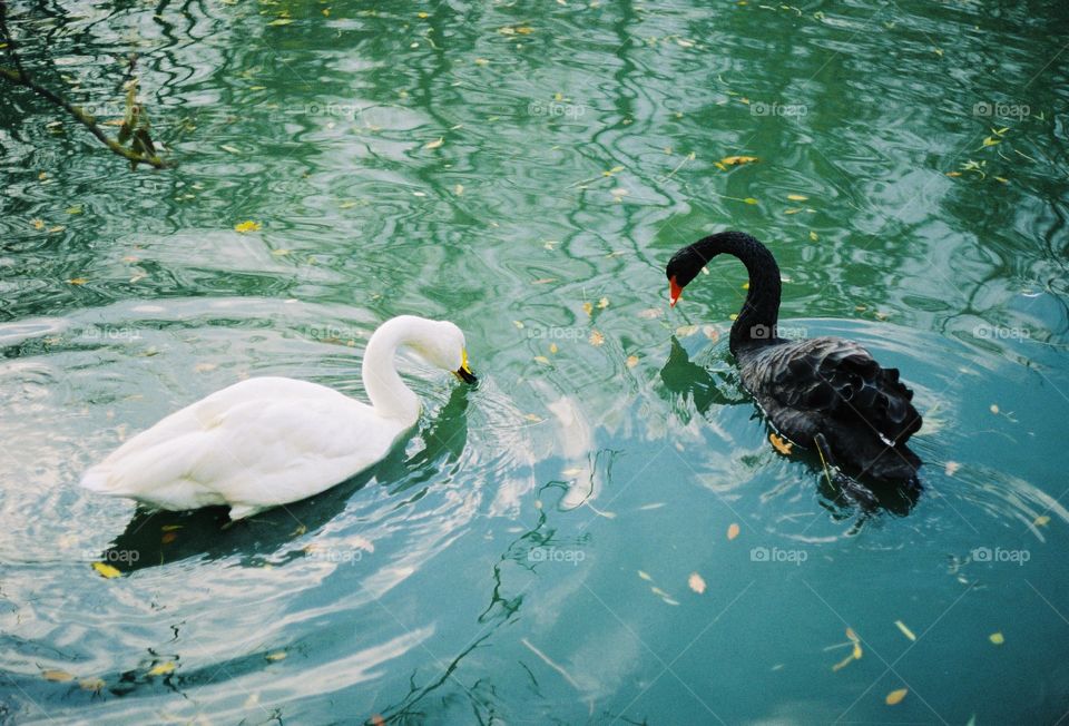 White and black swans swim in lake 