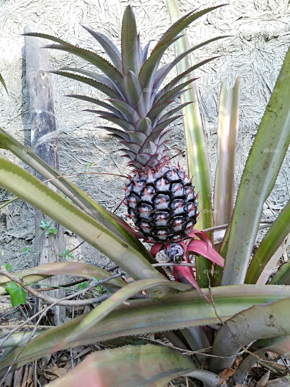 Pineapple