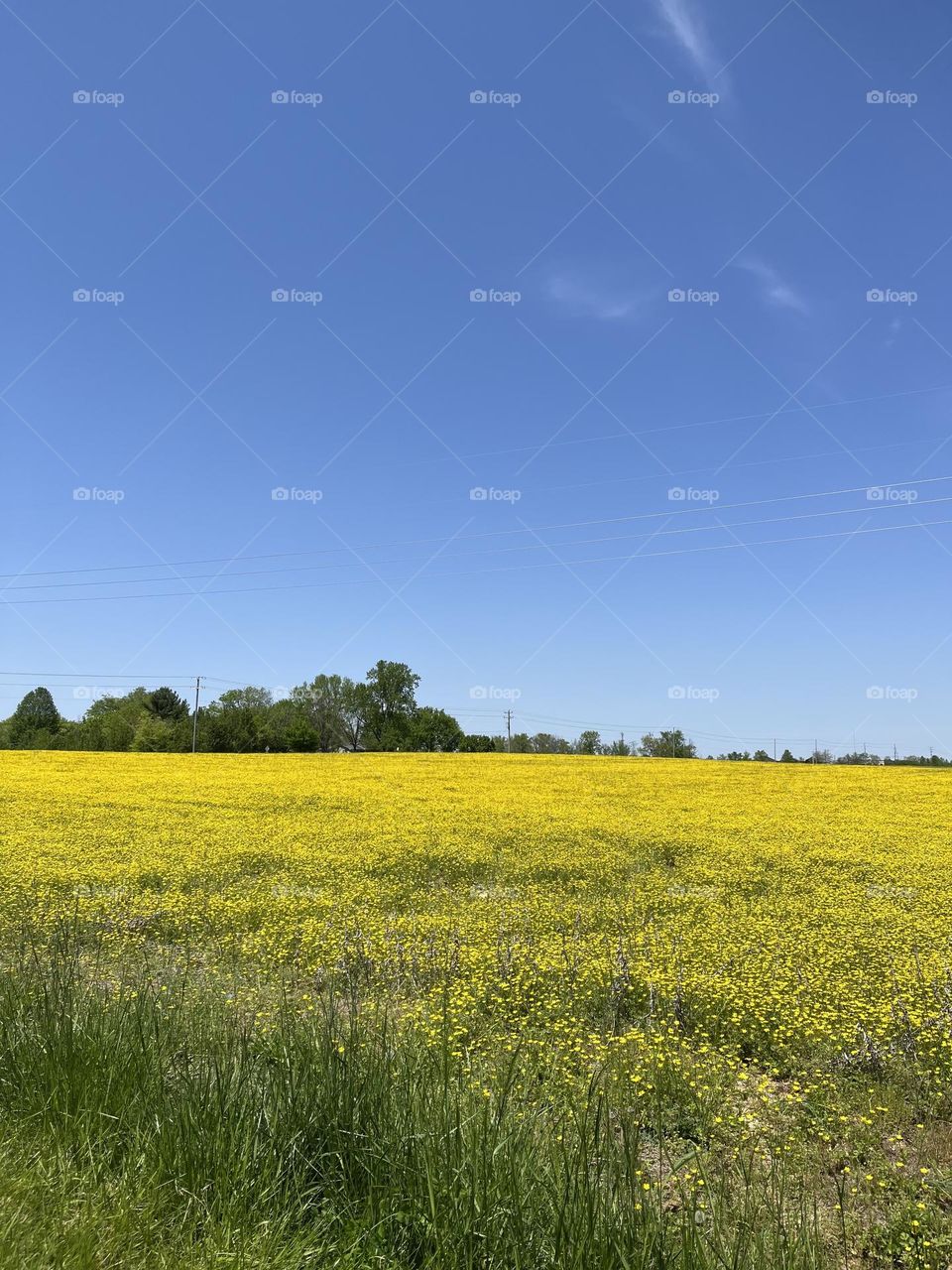 Fields of gold