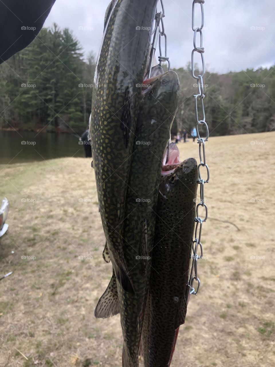 Trout on a stringer 