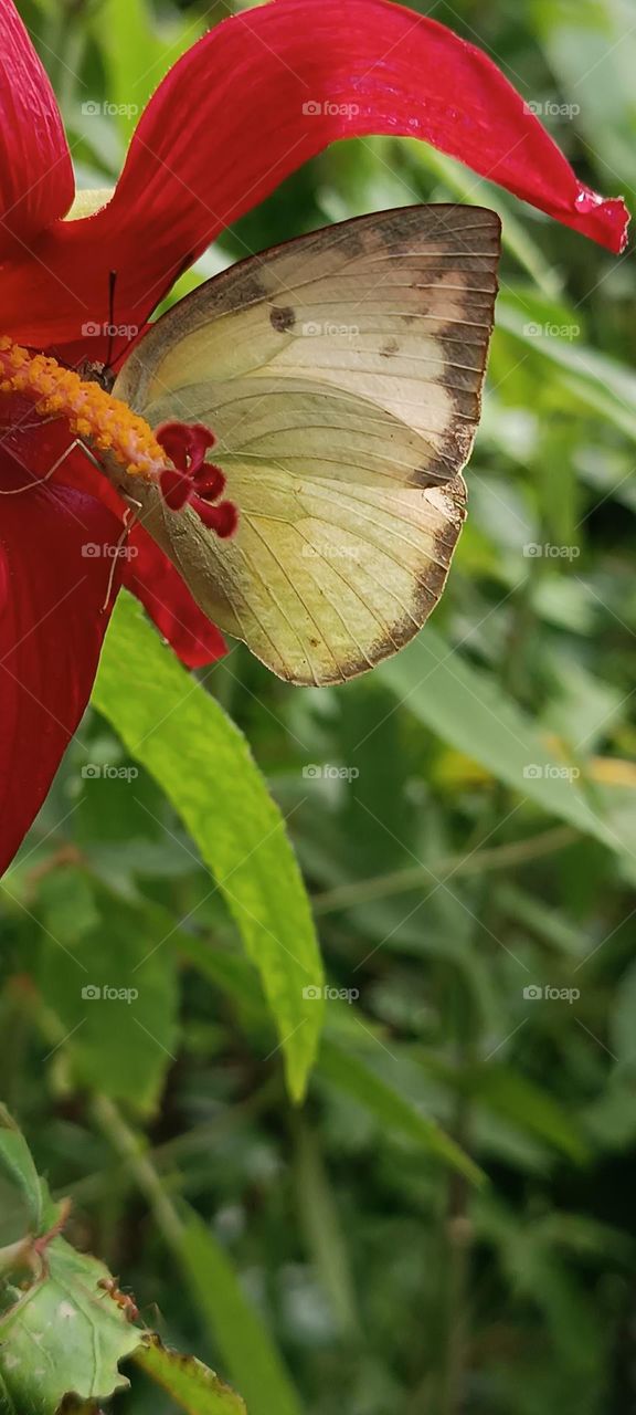 flower is really made for butterfly