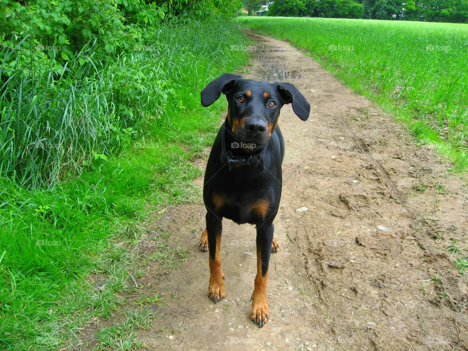 Nice dog