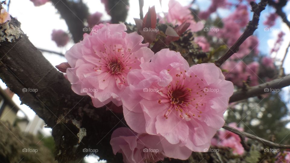 cherry blossoms up close