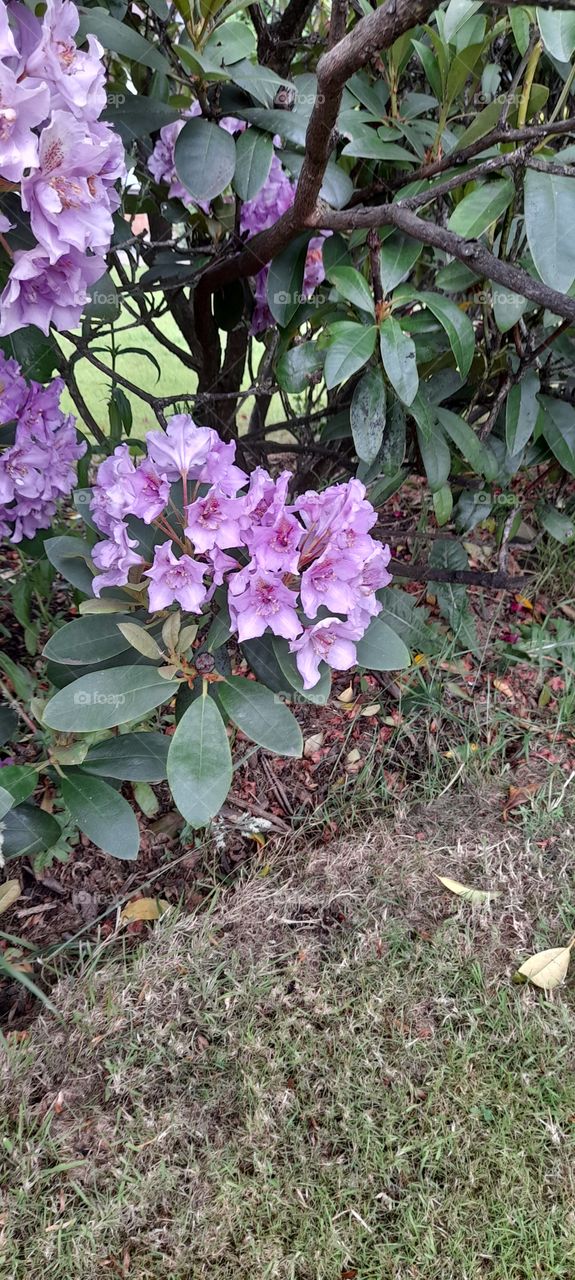 Purple Rhododendron bush