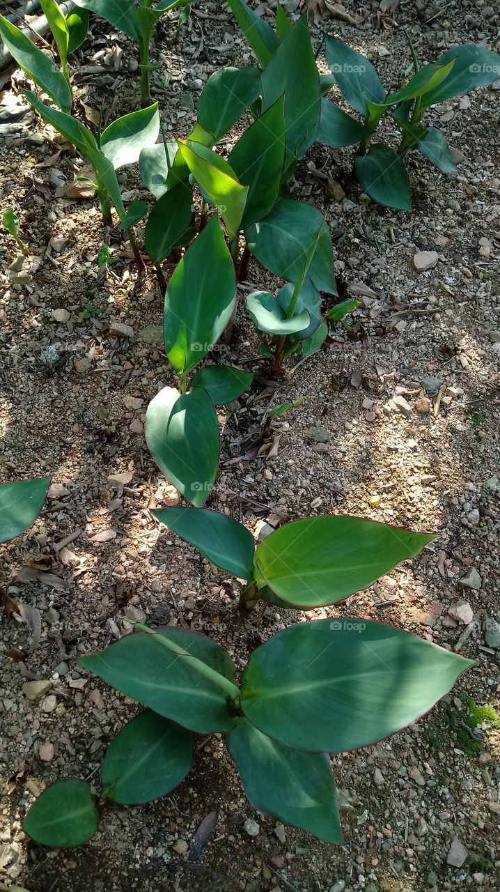 ANG KAHULUGAN NG SIL AY ANG PINAKA KARAPATAN NA MABUTI NA NAGSISISI SA KAHAYAGAN SA PAGKAKITA NG PAG-ASAWA SA PAGKAKA